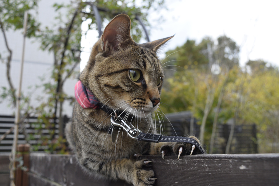 フェンスからずり落ちたキジトラ猫の虎ノ介