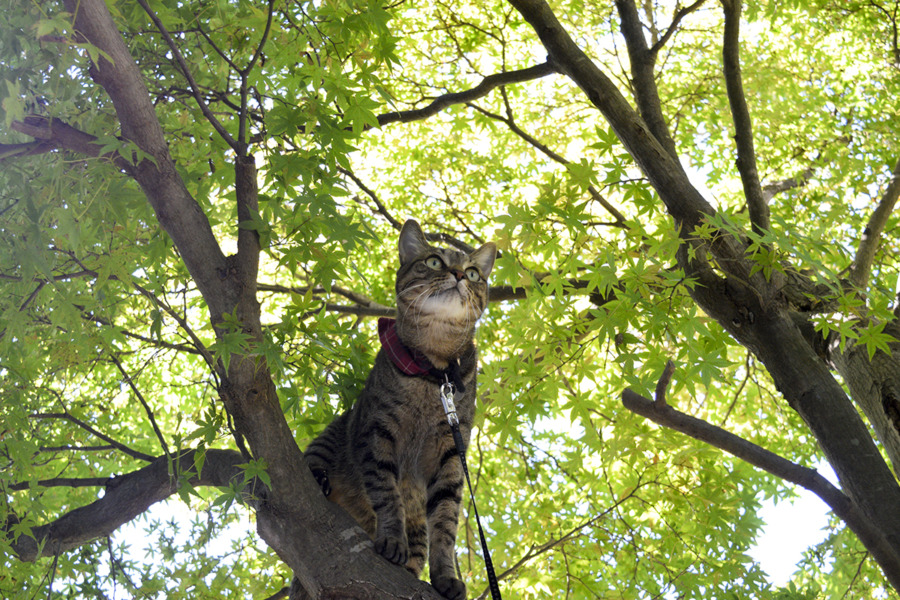 木に登って鳥を探すキジトラ猫の虎ノ介