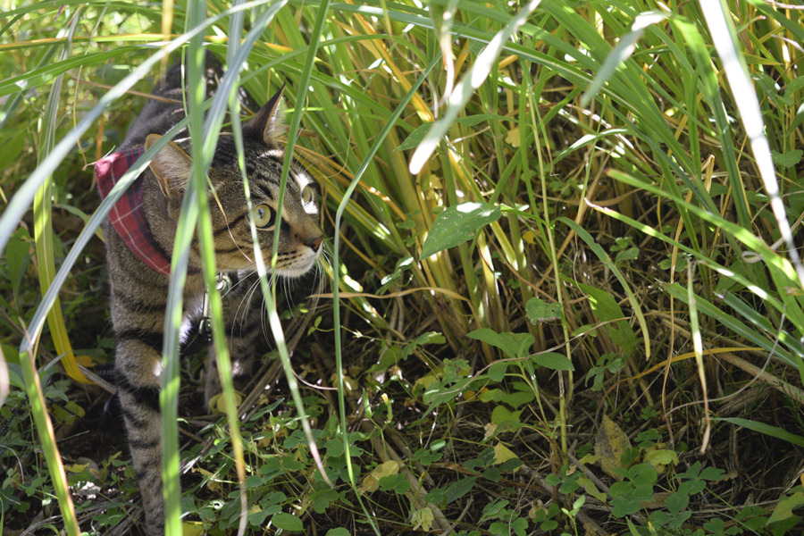 草むらで鳥を探すキジトラ猫の虎ノ介