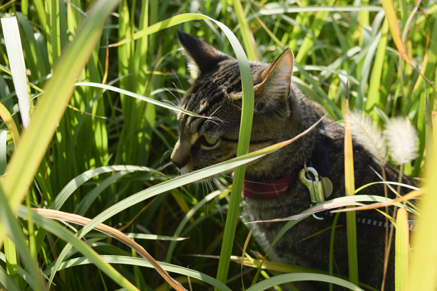 草むらを歩き回るキジトラ猫の虎ノ介
