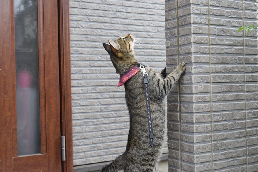 玄関先をチェックするキジトラ猫の虎ノ介