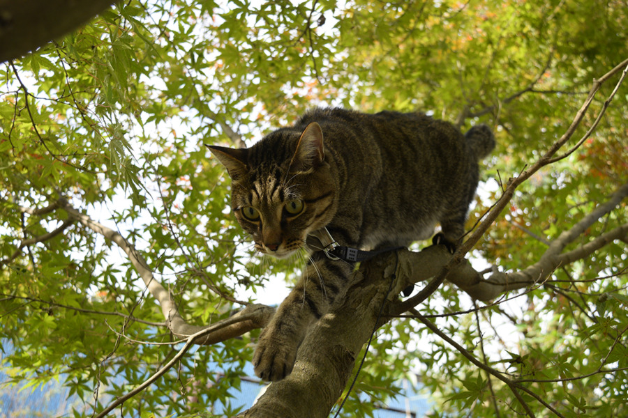 木に登って鳥を探すキジトラ猫の虎ノ介