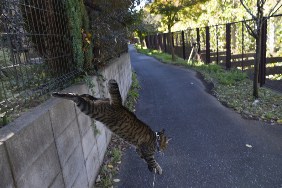 フェンスから飛び降りるキジトラ猫の虎ノ介