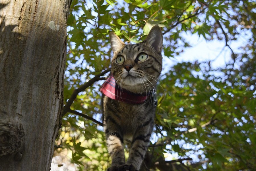 木の上で鳥を見るキジトラ猫の虎ノ介