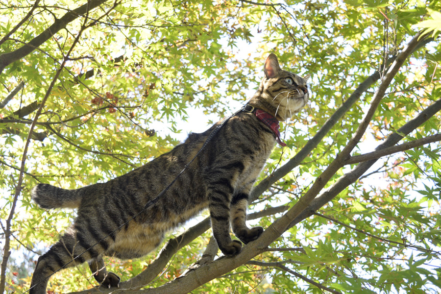 木の上で鳥を見るキジトラ猫の虎ノ介