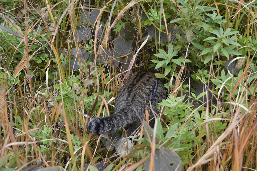 草の中にもぐるキジトラ猫の虎ノ介
