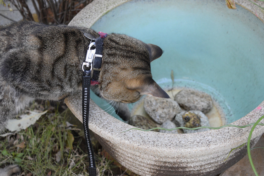水鉢を覗きこむキジトラ猫の虎ノ介
