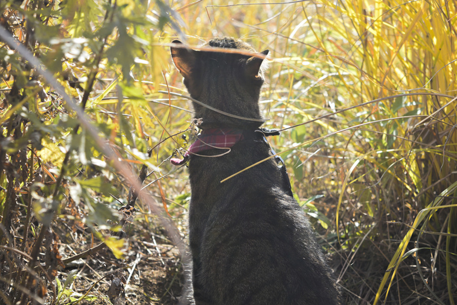 草むらで鳥を眺めるキジトラ猫の虎ノ介