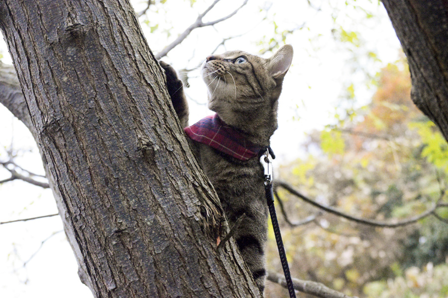 鳥をおいかけて木に登るキジトラ猫の虎ノ介