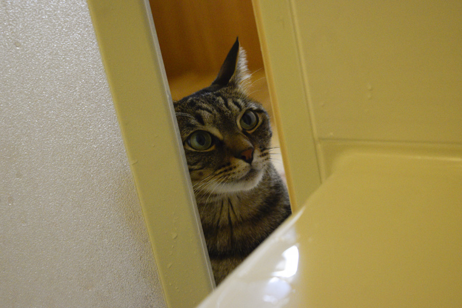 お風呂の扉をあけて顔をだすキジトラ猫の虎ノ介
