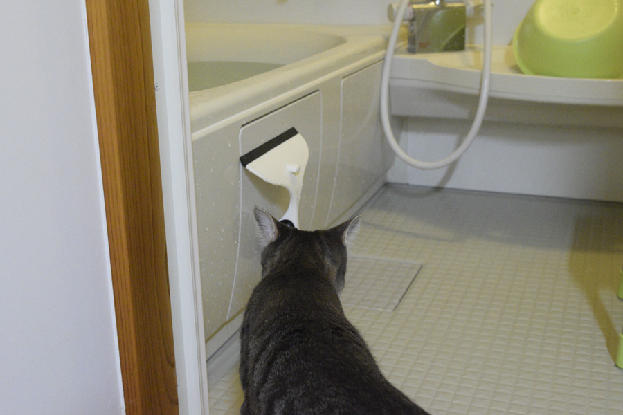 みんながいなくなってからお風呂を覗くサバトラ猫の春太