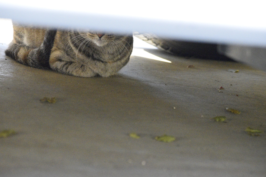 車の下にいる野良猫
