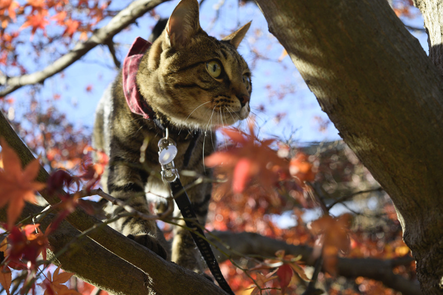 木登りをするキジトラ猫の虎ノ介