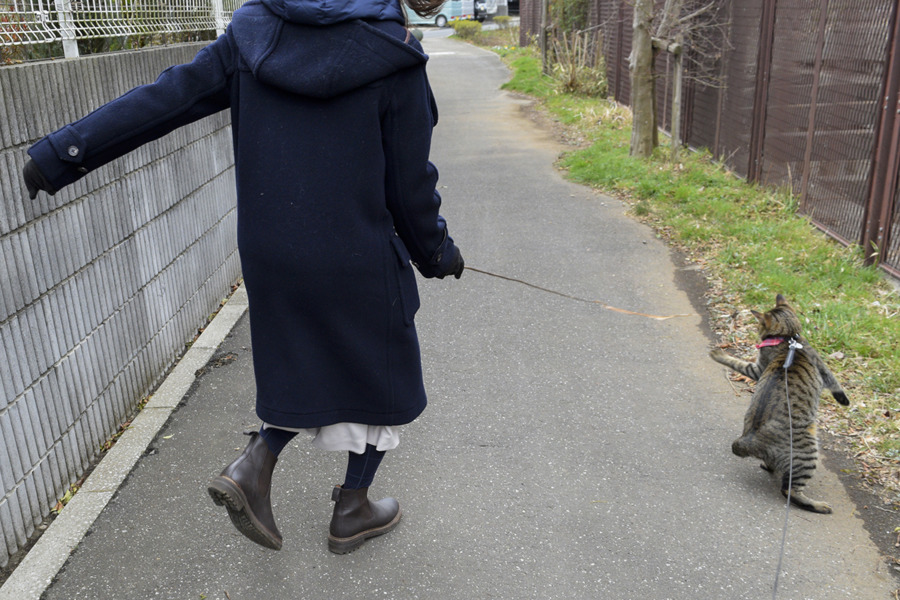 動物病院のお姉さんと一緒に遊びながら散歩する虎ノ介