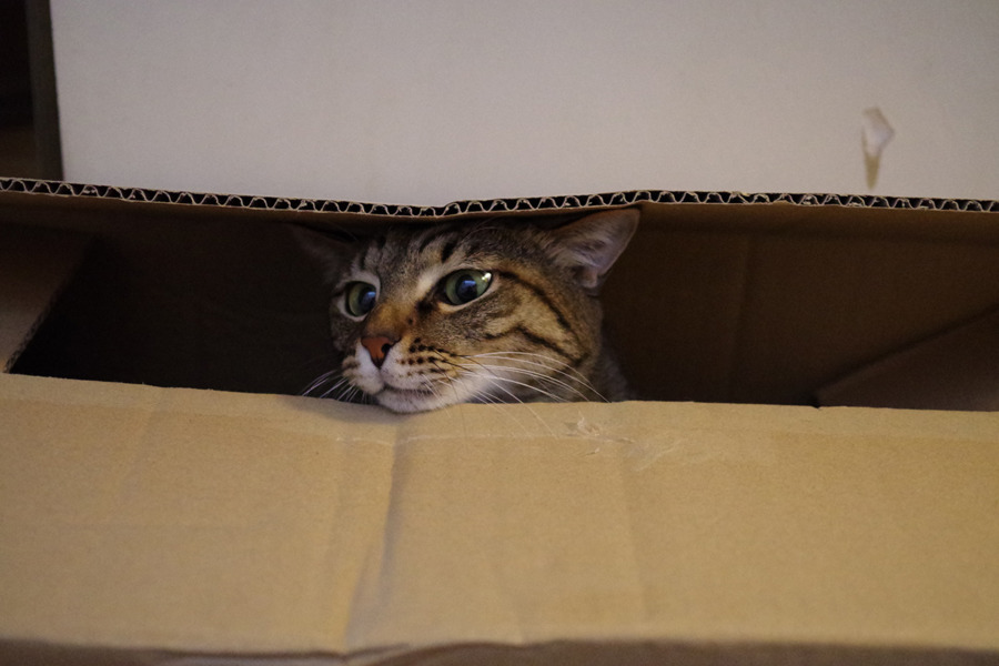 箱の中にはいる虎ノ介